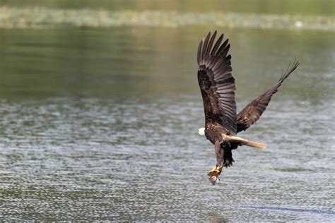 Types of Eagles Guide - Birding Insider