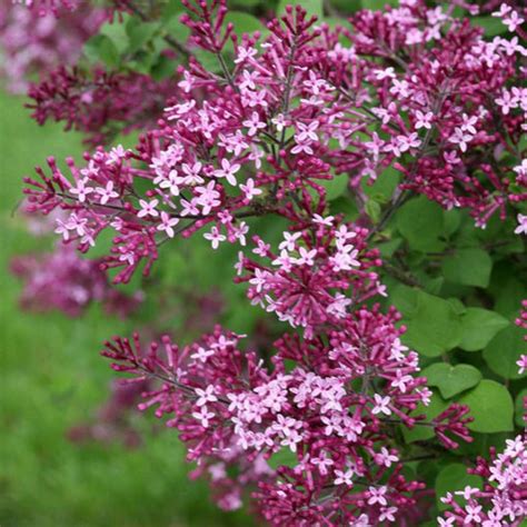 Buy Affordable Bloomerang Dark Purple Lilac bush - Syringa vulgaris ...