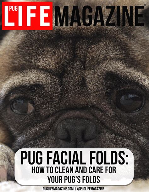 How to Clean and Care for Your Pug's Facial Folds | Pug Life Magazine