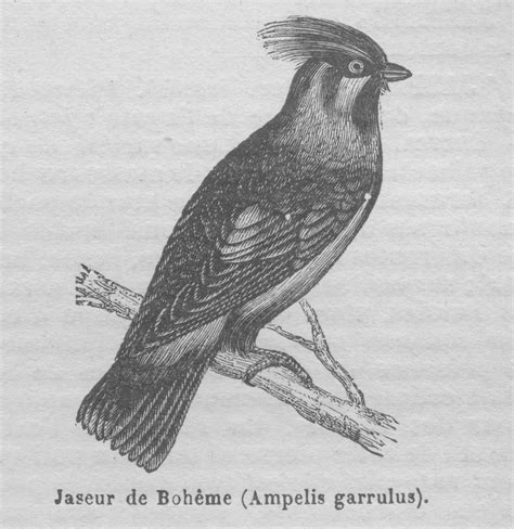 Bohemian Waxwing | Old Book Illustrations