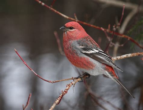 All About Birds: Pine Grosbeak