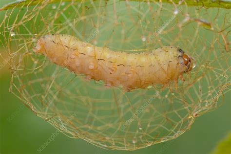 Caterpillar transformation - Stock Image - C049/8161 - Science Photo Library