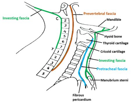 Deep cervical fascia - Investing layer - Prevertebral layer ...