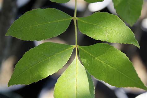 Green Ash leaf 3 - Ontario Native Plant Nursery | Container Grown | (705)466-6290