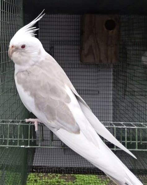 10 Cockatiel Colors Varieties & Mutations (With Pictures) - Pet Care Stores