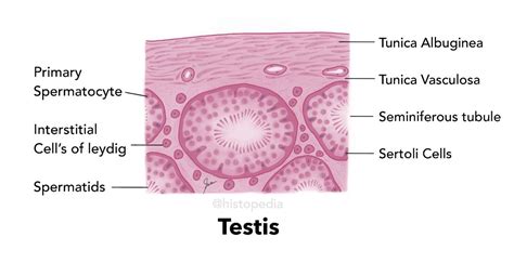 Simplified histology diagram of Human Testes | Basement membrane ...