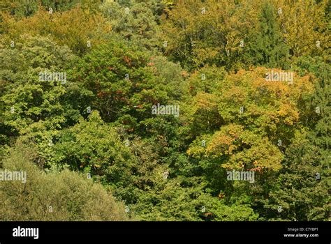 Trees in fall colors, forest in autumn Stock Photo - Alamy