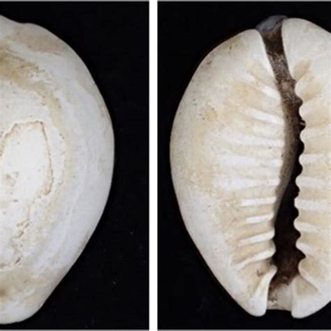 Cataloging Cowries: A Standardized Strategy to Record Six Key Species ...