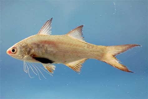 Fish Facts: Atlantic Threadfin - Polydactylus octonemus - The Jump