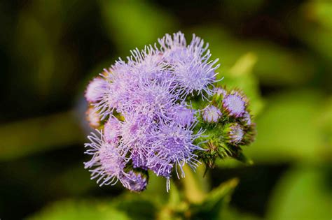 Ageratum Floss Flower | Best Flower Site