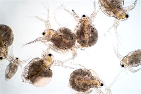 How do these tiny fleas help lake water quality? - Cottage Life