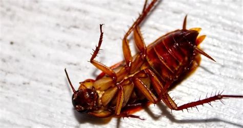 Roach Exterminator In Dayton, Ohio | Dayton Pest Control