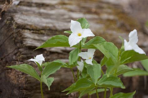 Growing Trillium Plants in a Woodland Garden