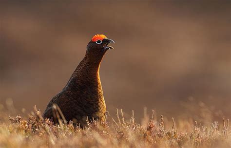 Red Grouse | Grouse, Bird hunting, Big bird