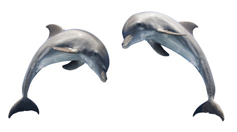 Dolphin PNG Image | Photo clipart, Dolphin images, Dolphins