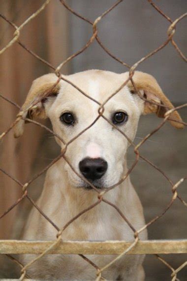 Jackson County Animal Shelter nearly filled | gulflive.com