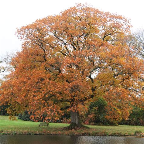 Quercus rubra – Grand Chêne rouge d'Amérique de longévité légendaire