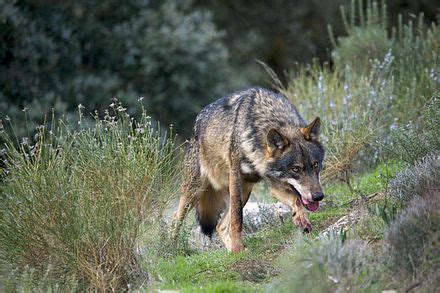 Iberian wolf - Wikipedia