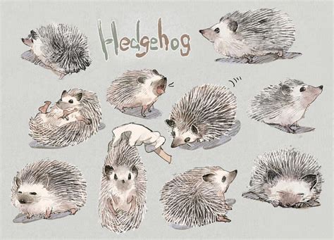 Hedgehog by aoki6311 on DeviantArt | Hedgehog drawing, Hedgehog illustration, Hedgehog art