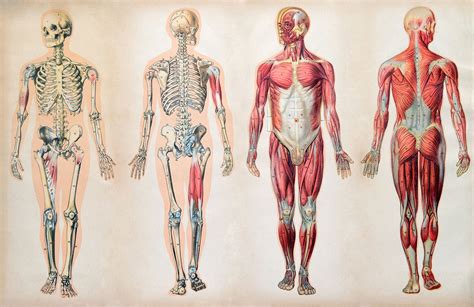 Generalidades De Anatomia With Images Anatomy | Images and Photos finder