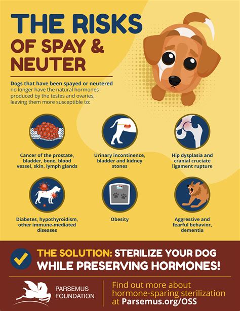 Is Not Spaying Your Dog Bad