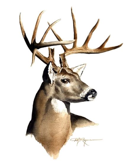 Deer Buck Drawings | Wallpapers Gallery