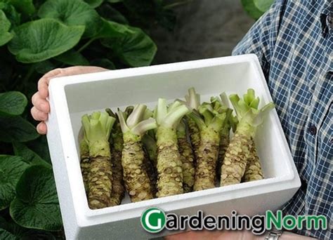 How To Grow Wasabi: Step-by-step Guide