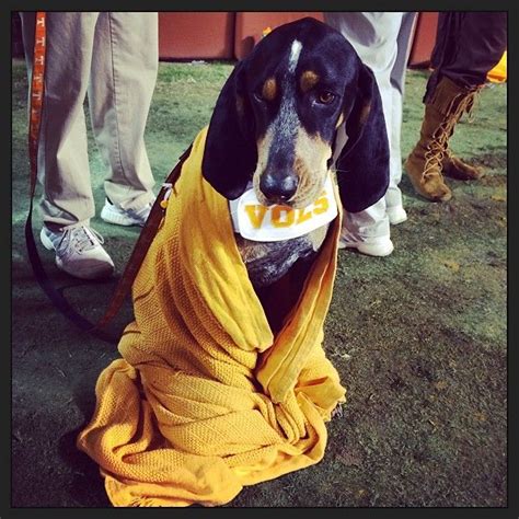 University of Tennessee mascot Smokey photo by Joy Kimbrough www.joykphoto.com | Knoxville ...