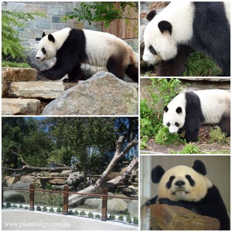 Adelaide Zoo | Saving Animals from Extinction | Review - What's on for ...