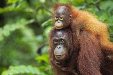 Why Bornean Orangutans Are Endangered and What We Can Do