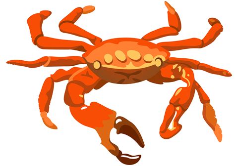 Crab clipart dungeness crab, Crab dungeness crab Transparent FREE for ...