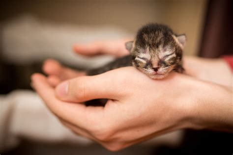 Raising Newborn Kittens