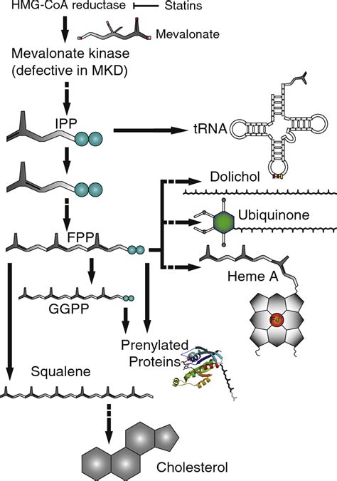 Figure 1 from Mevalonate kinase deficiency, a metabolic ...