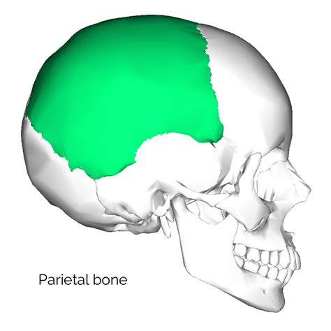 Bones of the Skull | Skull Osteology | Anatomy | Geeky Medics