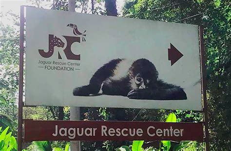 Visiting the Jaguar Rescue Center - ARA Tours Costa Rica