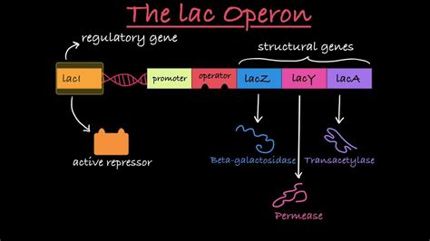 The lac Operon Explained - YouTube