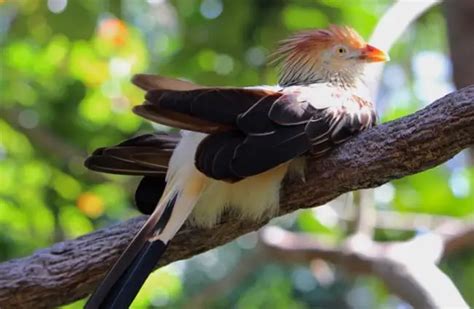 Cuckoo Bird - Description, Habitat, Image, Diet, and Interesting Facts