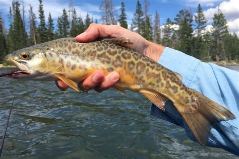 A Helpful Guide on How to Catch Tiger Trout – Musket Hunting