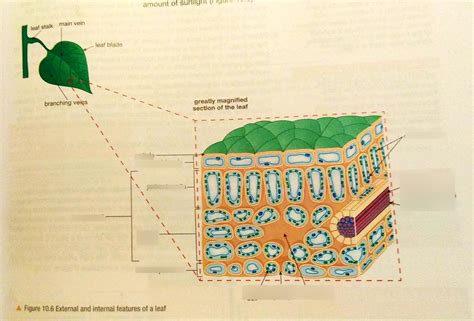 Structure of a leaf Diagram | Quizlet