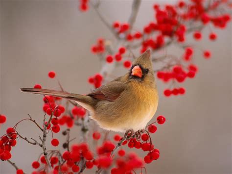 Free Winter Birds Desktop Wallpaper - WallpaperSafari