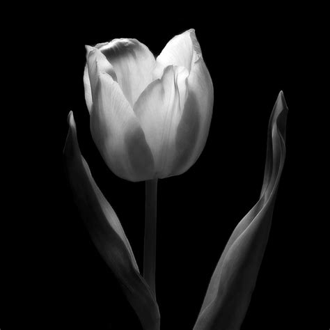 Abstract Black And White Tulips Flowers Art Work Photography Photograph ...