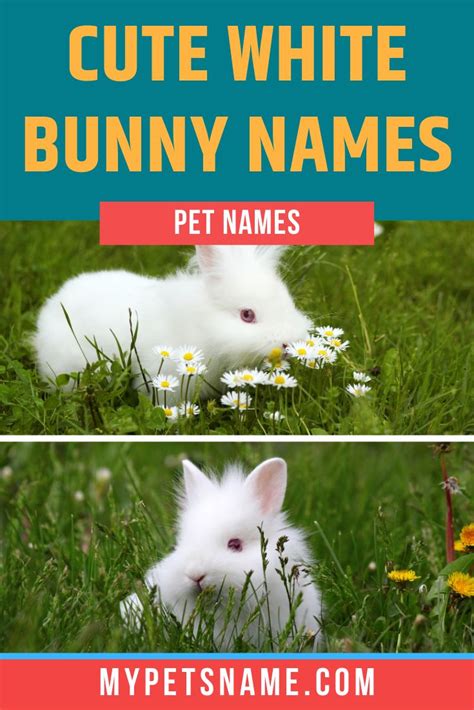 Cute White Bunny Names | Bunny names, Pet names, Rabbit names