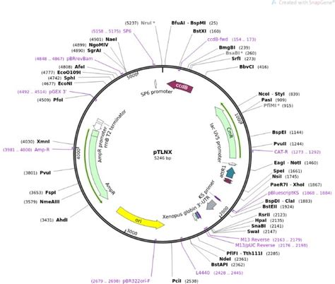 How To Read A Plasmid Map Pediaa Com - vrogue.co