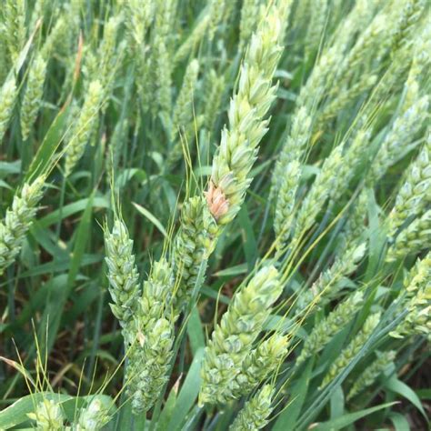 Tackling Fusarium Head-on - SynergyAG | Saskatchewan Crop Retail