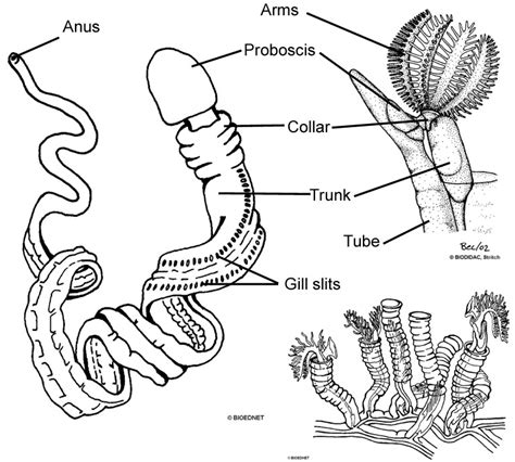 Acorn Worm Diagram - Wiring Diagram Pictures