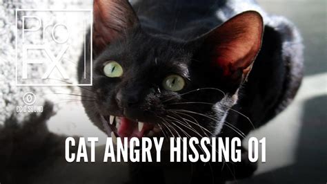 Cat Angry Hissing 01 | Animal Sound Effects | ProFX (Sound, Sound ...