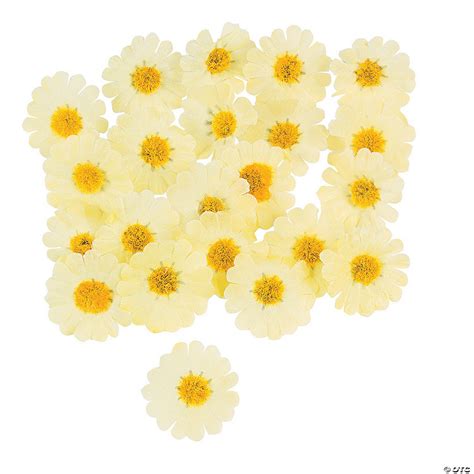 Yellow Daisies - Discontinued