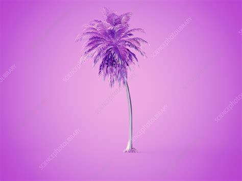 Palm trees, illustration - Stock Image - F038/2544 - Science Photo Library