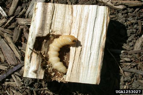 Asian Longhorned Beetle | NC State Extension Publications