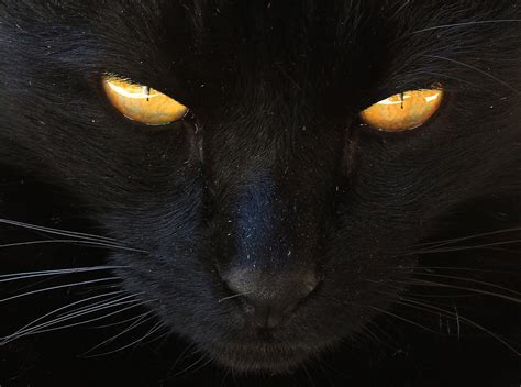 Myth Busting: Black Cat Superstitions - Tailster Blog